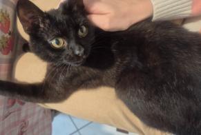 Alerta de Desaparición Gato Macho, 0 años Savy-Berlette Francia