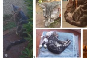 Alerta de Desaparición Gato Macho, 0 años Anglet Francia