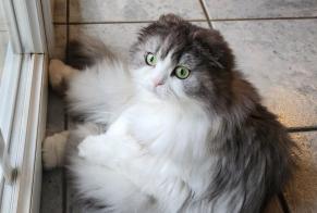 Alerta de Desaparición Gato Hembra, 5 años Saint-Paul-en-Chablais Francia