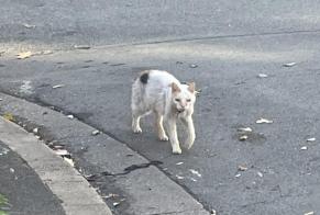 Alerta de Hallazgo Gato Desconocido, 4 años Ivry-sur-Seine Francia