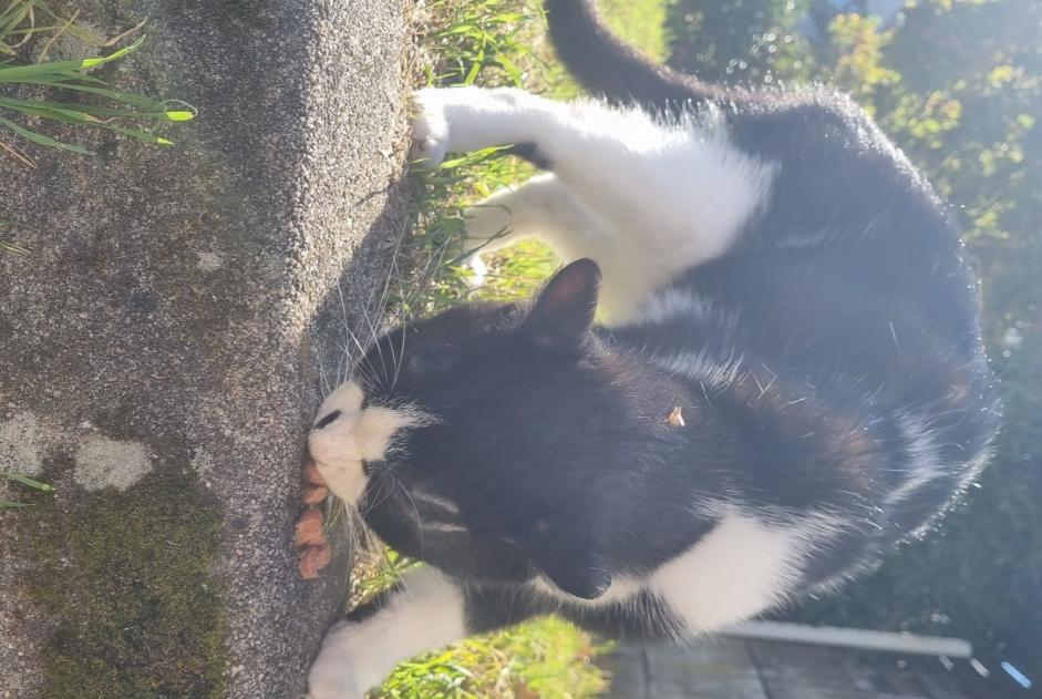 Alerta de Hallazgo Gato Macho Metz Francia