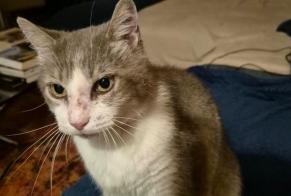 Alerta de Desaparición Gato Macho, 14 años Saint-Vincent-de-Tyrosse Francia
