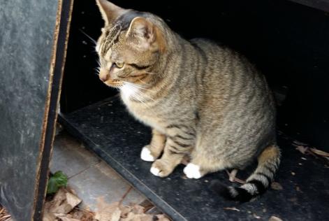 Alerte Disparition Chat Européen Mâle , 11 ans Mennecy France