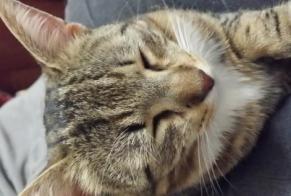 Alerte Disparition Chat Femelle , 10 ans Esvres France