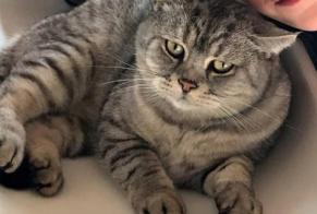 Alerte Disparition Chat  Mâle , 12 ans Floing France