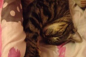 Alerte Disparition Chat  Mâle , 11 ans Narbonne France
