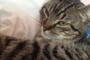 Alerte Disparition Chat  Mâle , 11 ans Narbonne France