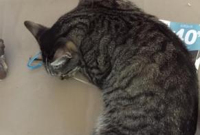 Alerte Disparition Chat  Mâle , 11 ans Narbonne France