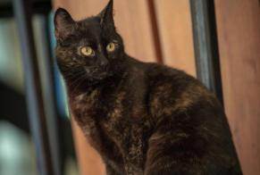Alerte Disparition Chat Femelle , 9 ans Fouesnant France