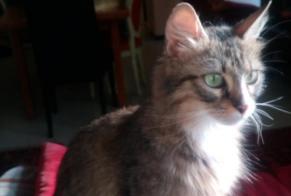 Alerte Disparition Chat Femelle , 9 ans Reims France