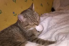 Alerte Disparition Chat  Femelle , 10 ans Steenwerck France