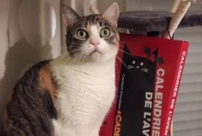Alerte Disparition Chat  Femelle , 11 ans Mirepeix France