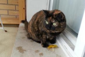 Alerte Disparition Chat  Femelle , 14 ans Saint-André-lez-Lille France