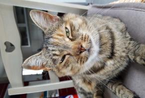 Alerte Disparition Chat  Femelle , 18 ans Lagnieu France