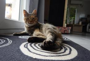 Alerte Disparition Chat  Femelle , 18 ans Lagnieu France