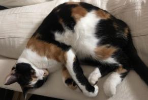 Alerte Disparition Chat  Femelle , 7 ans Château-Salins France