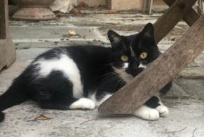 Alerte Disparition Chat Femelle , 9 ans Santa-Reparata-di-Balagna France