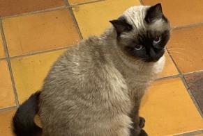 Alerte Disparition Chat  Femelle , 14 ans Villeneuve-Saint-Denis France