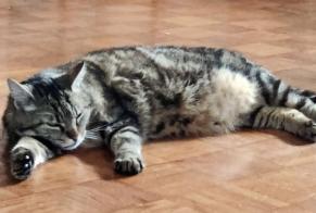 Alerte Disparition Chat  Mâle , 10 ans Tulle France