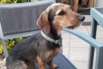 Alerte Disparition Chien croisement Femelle , 8 ans Stotzheim France
