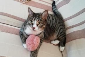Alerte Disparition Chat  Femelle , 6 ans Niergnies France