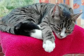 Alerte Disparition Chat  Femelle , 6 ans Niergnies France