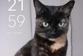Alerte Disparition Chat  Femelle , 12 ans Perpignan France
