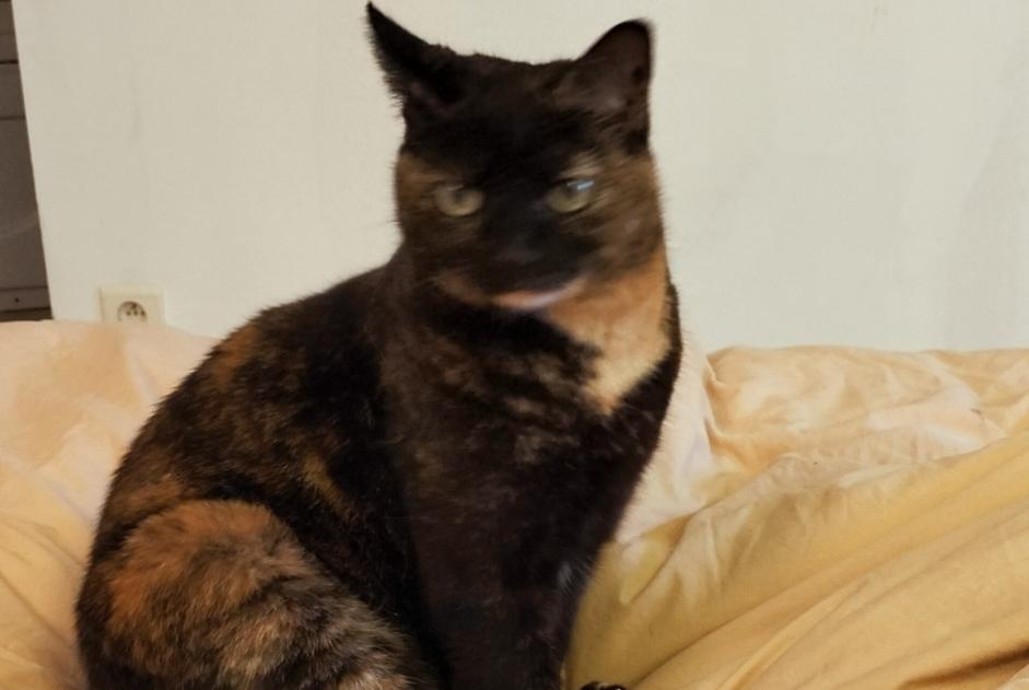 Alerte Disparition Chat  Femelle , 12 ans Perpignan France