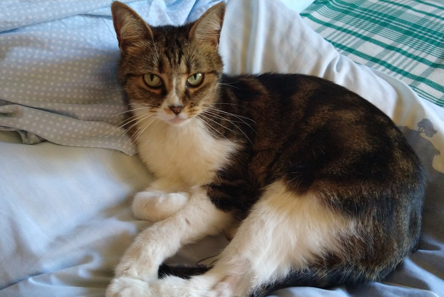 Alerte Disparition Chat croisement Femelle , 14 ans Châtel-Guyon France