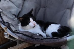 Alerte Disparition Chat Mâle , 8 ans Agde France