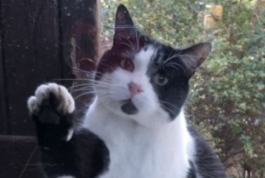 Alerte Disparition Chat Mâle , 8 ans Agde France