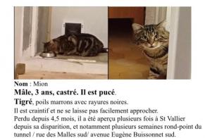 Alerte Disparition Chat Mâle , 5 ans Valence France