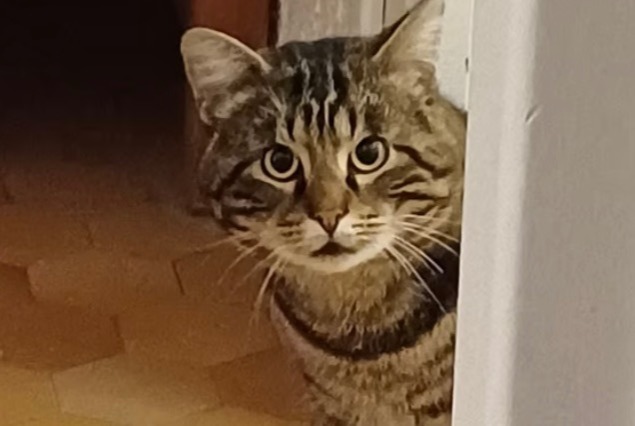 Alerte Disparition Chat Mâle , 5 ans Valence France