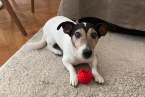 Alerte Disparition Chien  Mâle , 14 ans Boutigny-sur-Essonne France