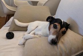 Alerte Disparition Chien  Mâle , 14 ans Boutigny-sur-Essonne France