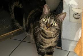 Alerte Disparition Chat  Femelle , 4 ans Chécy France