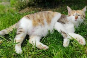 Alerte Disparition Chat  Femelle , 5 ans Nonette-Orsonnette France