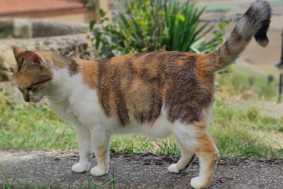 Alerte Disparition Chat  Femelle , 5 ans Nonette-Orsonnette France