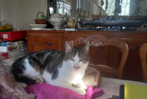 Alerte Disparition Chat  Mâle , 4 ans Hyères France