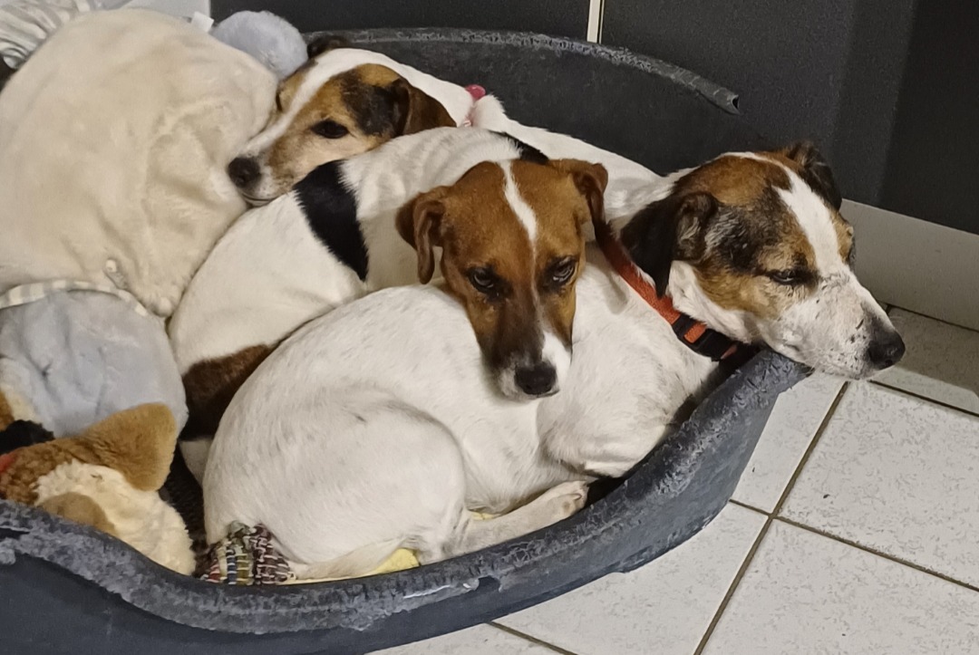 Alerte Disparition Chien Mâle, 11 ans Montignac-Charente France