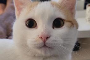 Alerte Disparition Chat Mâle, 4 ans Semblançay France