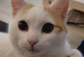 Alerte Disparition Chat Mâle, 4 ans Semblançay France