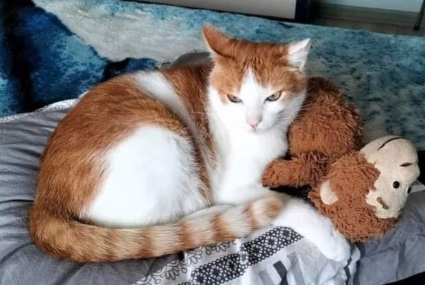 Alerte Disparition Chat croisement Mâle , 12 ans Saint-Laurent-sur-Mer France