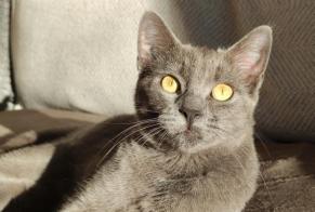 Alerte Disparition Chat Femelle, 2 ans Hendaye France