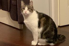 Alerte Disparition Chat Mâle , 11 ans Levallois-Perret France