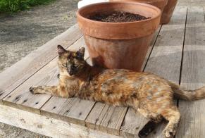Alerte Disparition Chat croisement Femelle, 4 ans Betton France