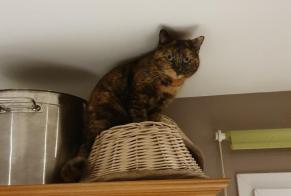 Alerte Disparition Chat croisement Femelle, 4 ans Betton France