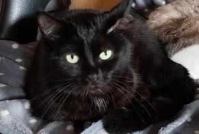 Alerte Disparition Chat Mâle, 5 ans Yvré-l'Évêque France