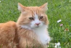 Alerte Disparition Chat Femelle, 11 ans Tournefeuille France