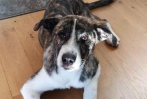 Alerte Disparition Chien croisement Femelle, 4 ans Caylus France